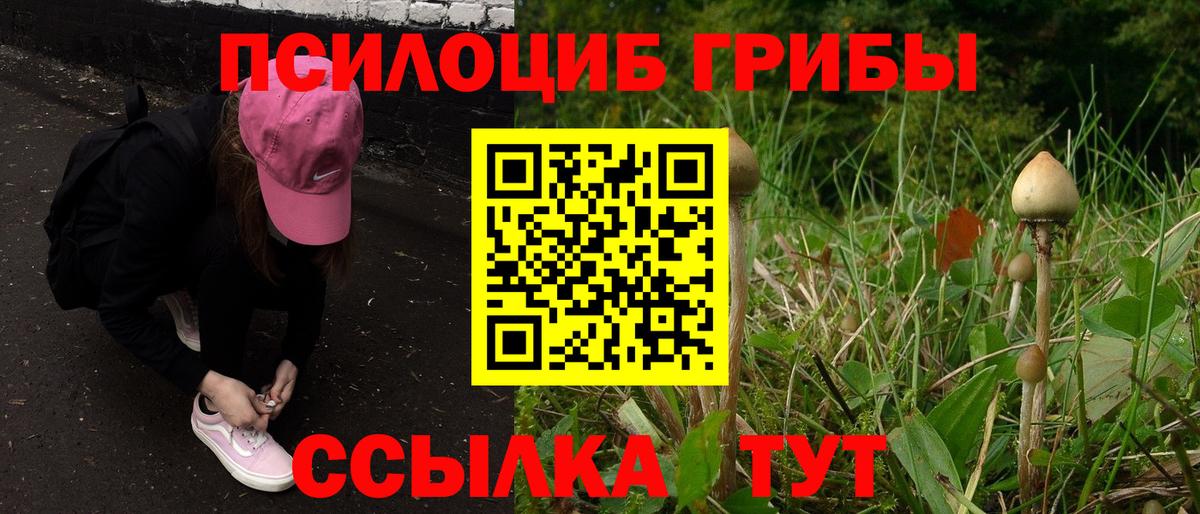 Псилоцибиновые грибы Psilocybe Белореченск